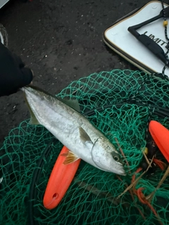 ヒラマサの釣果