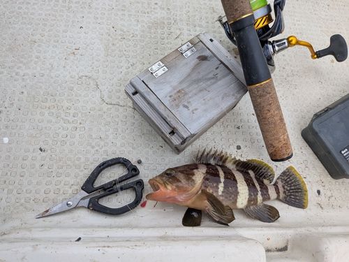 コモンハタの釣果