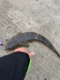 コチの釣果