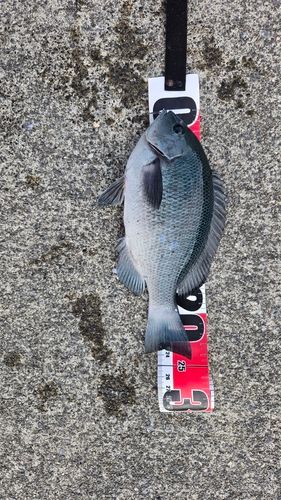 クチブトグレの釣果