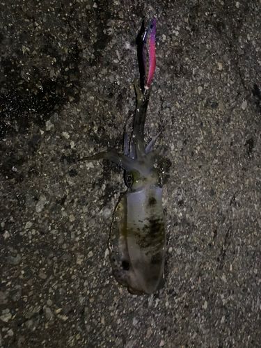 日向灘