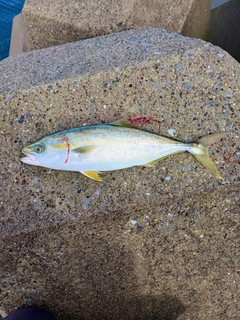 ワカシの釣果