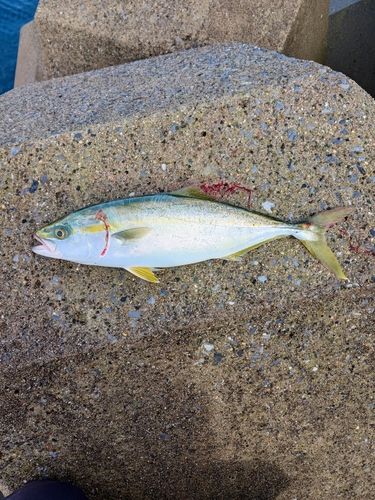 ワカシの釣果
