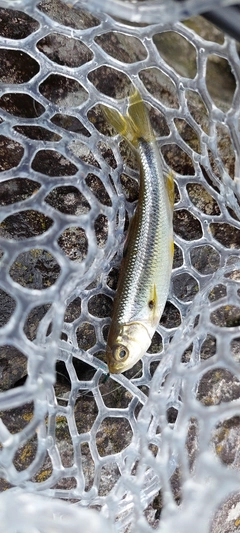 カワムツの釣果