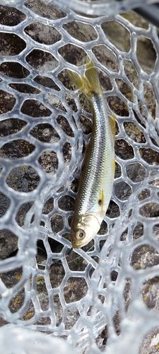 カワムツの釣果