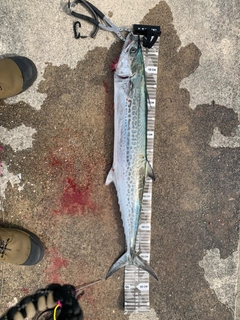 サワラの釣果