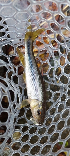 カワムツの釣果