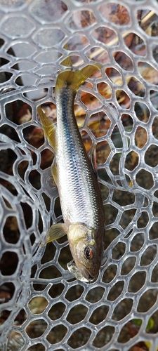 カワムツの釣果