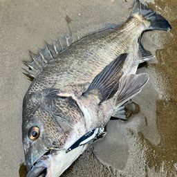 クロダイ