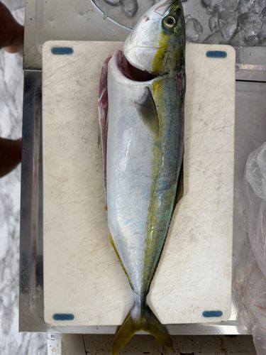 ハマチの釣果