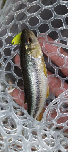 カワムツの釣果