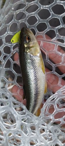 カワムツの釣果