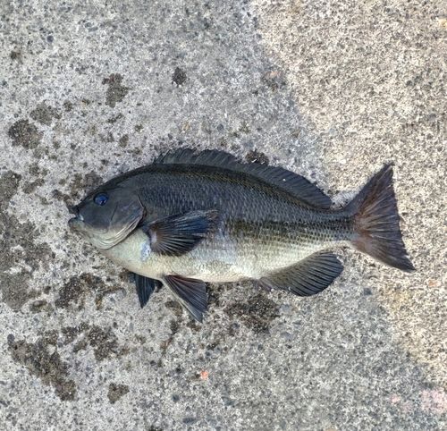 メジナの釣果