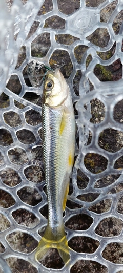 カワムツの釣果