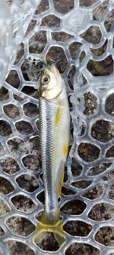 カワムツの釣果