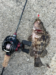 タケノコメバルの釣果