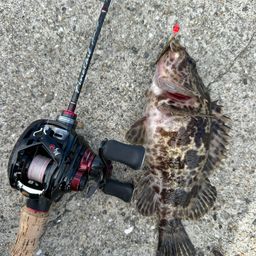 タケノコメバル