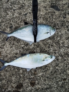 イケカツオの釣果