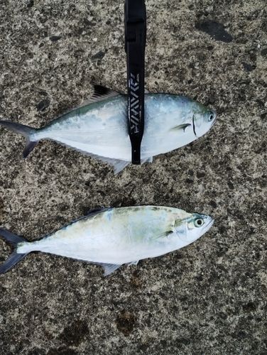 イケカツオの釣果