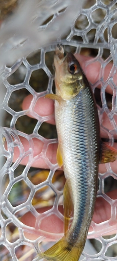 カワムツの釣果
