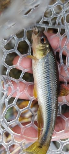 入間川上流