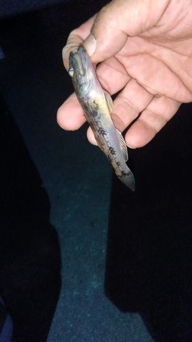 ハゼの釣果