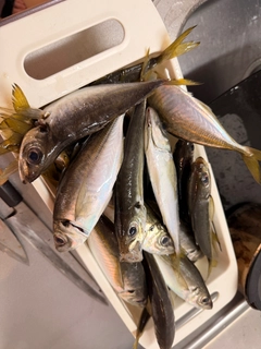 マアジの釣果