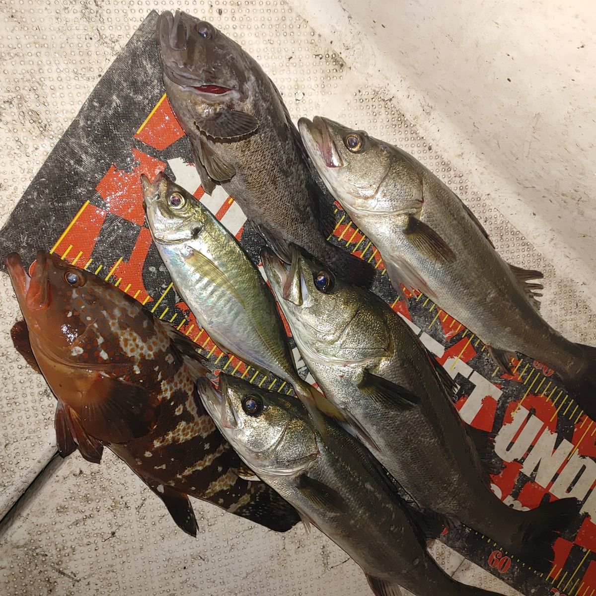 ZUBORAな船長さんの釣果 1枚目の画像