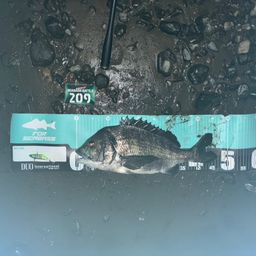 クロダイ