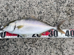 ネリゴの釣果
