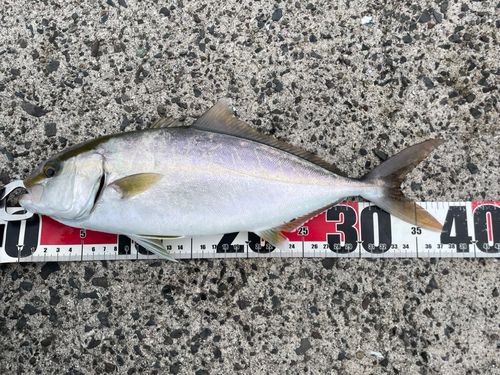 ネリゴの釣果