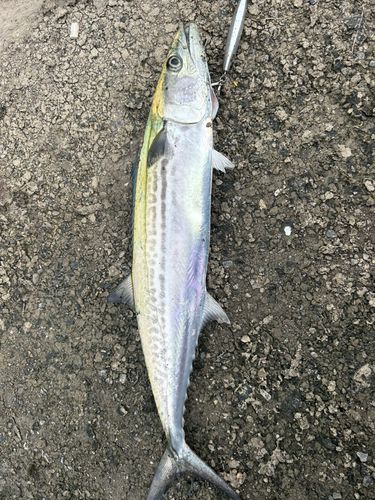 サゴシの釣果