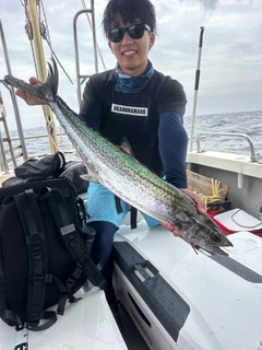 サワラの釣果