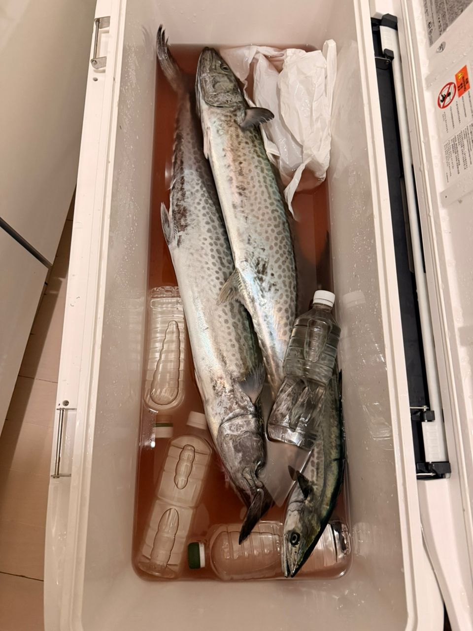 トムつりさんの釣果 3枚目の画像