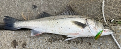 シーバスの釣果