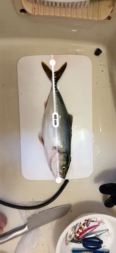 イナダの釣果