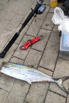 サゴシの釣果