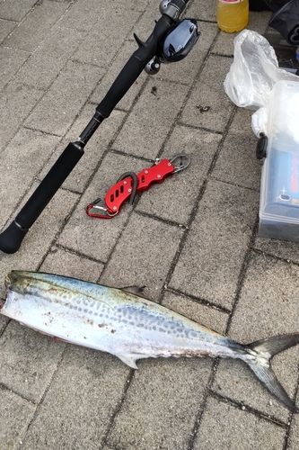 サゴシの釣果