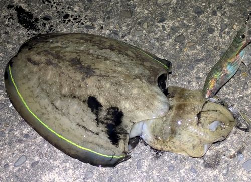コウイカの釣果