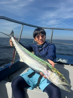 サゴシの釣果