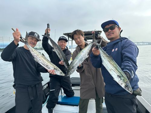 サワラの釣果