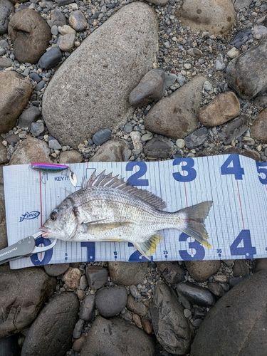キビレの釣果