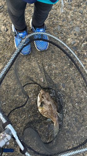サザナミフグの釣果