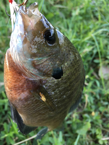 ブルーギルの釣果