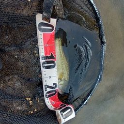 ブラックバス