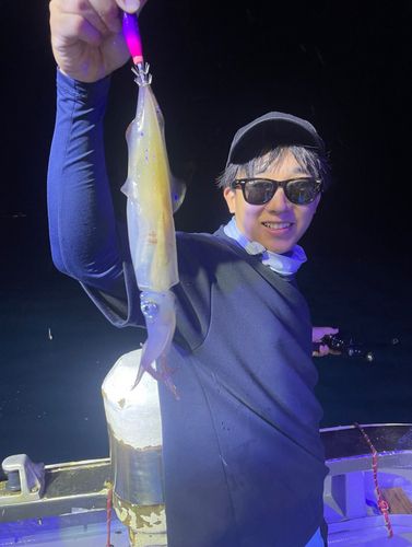 ケンサキイカの釣果
