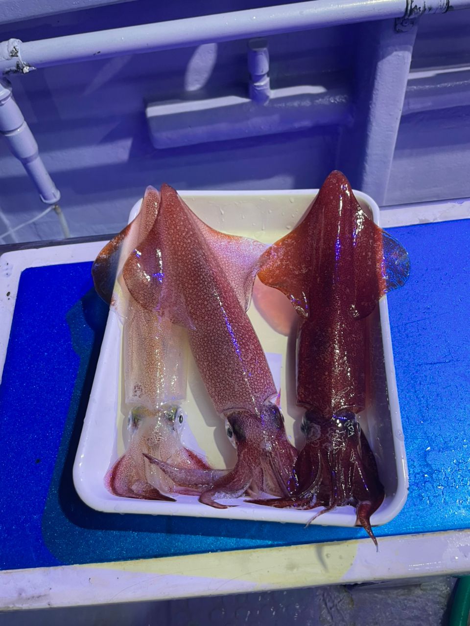 トムつりさんの釣果 2枚目の画像