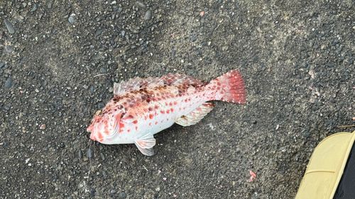 ブダイの釣果