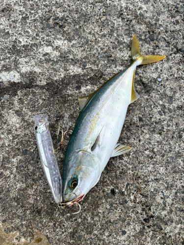フクラギの釣果