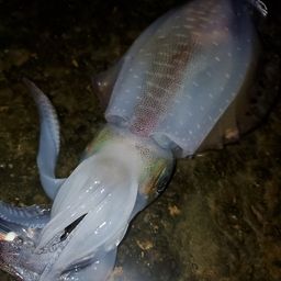 アオリイカ